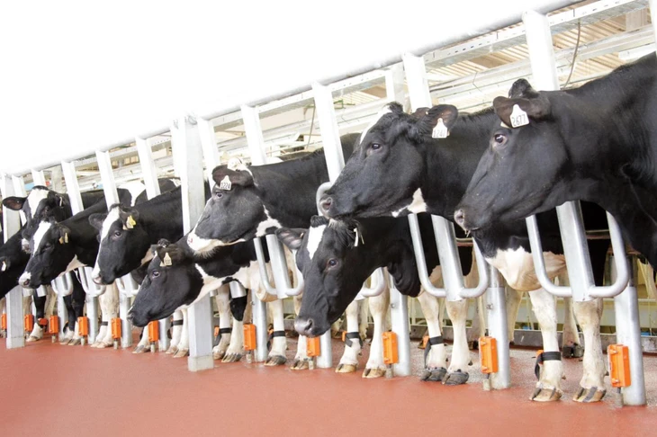 TH TRUE MILK - Ảnh 5.